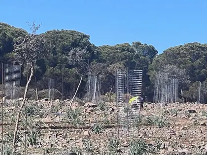 Protector metálico individual para jóvenes plantones en zona reforestada. Con criterios de restauración y protección ambiental.