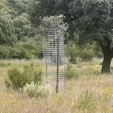Protector metálico colocado para evitar daños en planta joven.